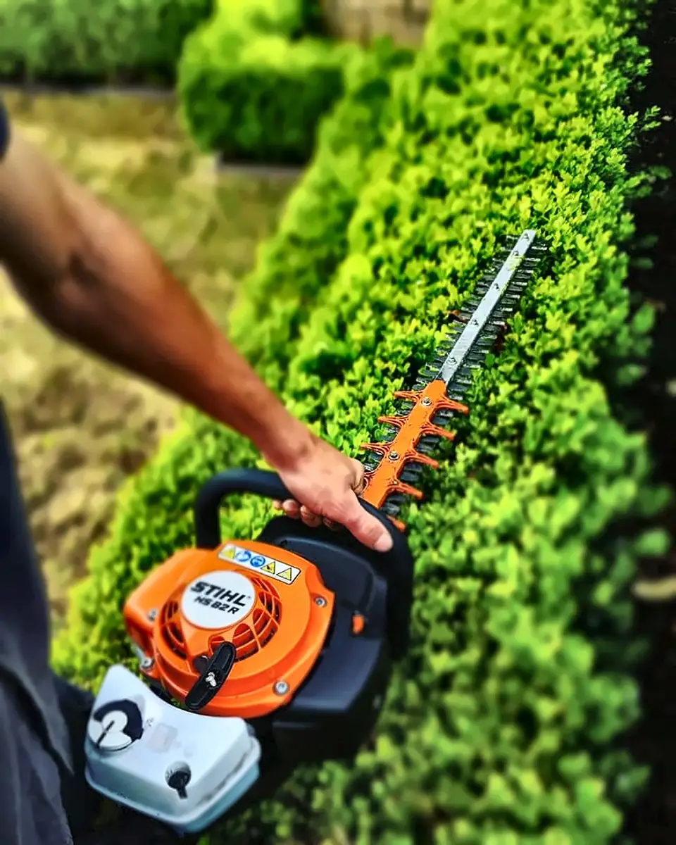 Hedge trimmer shaping a formal green hedge